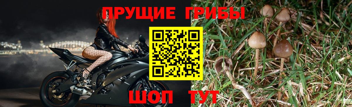 Галлюциногенные грибы прущие грибы  Вход с VPN  Лиски 